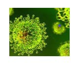 Rischio Biologico SARS-CoV-2 (Covid-19 - Nuovo Coronavirus)